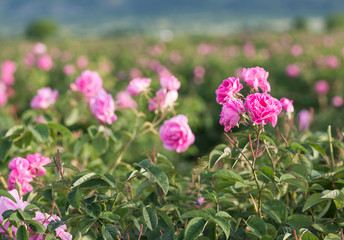 Fototapeta premium Rosa damascena, known as the Damask rose - pink, oil-bearing, flowering, deciduous shrub plant. Bulgaria, the Valley of Roses. Close up view.