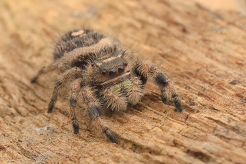 Jumping spider hyllus diardi male asian borneo