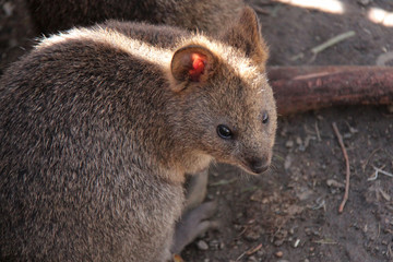 Quokka (Australia)