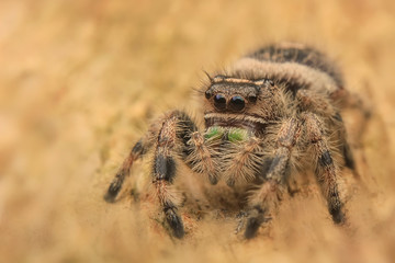 Jumping spider hyllus diardi male asian borneo