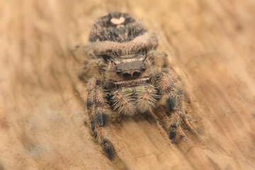 Jumping spider hyllus diardi male asian borneo
