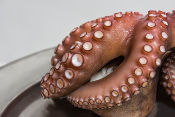 Boiled octopus in a dish. Fish seafood cuisine. Close up view. Selective focus.