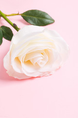 Natural white rose on pink pastel background. Flower composition