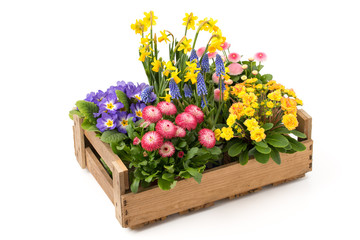 Kiste mit Frühlingsblumen