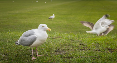 Gulls wandering on the lawn of the Moyne Institute of Preventive Medicine of Dublin