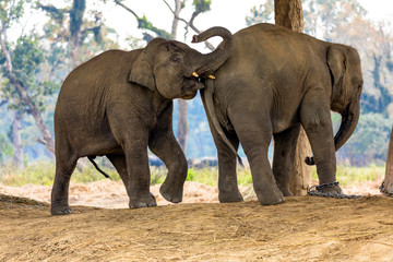 Young Elephants Playing