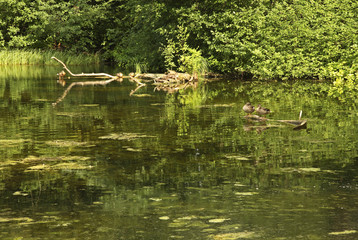 White lake at Gatchina palace park. Russia