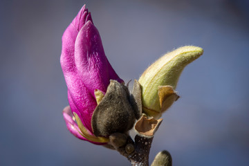 Magnolia blossoms open at the National Arboretum in Washington, DC.