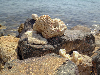 starfish on the beach