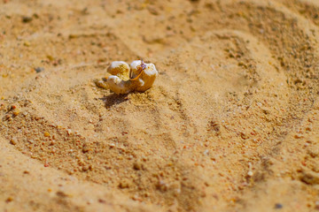 wedding ring on a coral by the sea on the sand