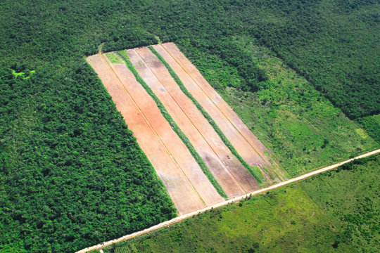 A Section Of Rain Forest Has Been Cleared For Agriculture In Central Belize.