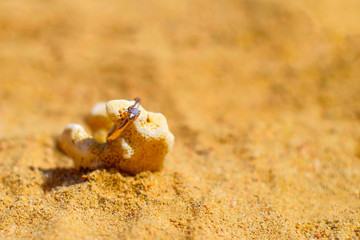 wedding ring on a coral by the sea on the sand