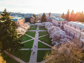 Cherry Trees around the quad at UW
