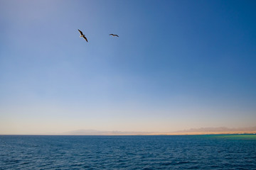 two seagulls are flying hovering over the sea