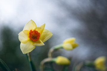 Close-up of yellow and orange daffodil flowers in the spring 