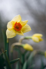 Close-up of yellow and orange daffodil flowers in the spring 