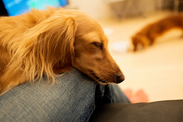 adorable my puppy