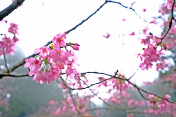 Obraz na płótnie Canvas Beautiful Alishan sakura cherry blossom, Yoshino cherry trees at Alishan Forest Recreation Area, Chiayi, Taiwan.