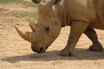 Fototapeta premium White rhinoceros 