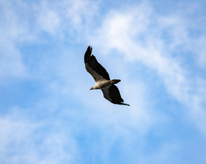 Flying eagle with open wings in the blue sky