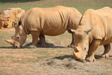 White rhinoceros 