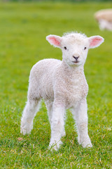 a very young, small lamb