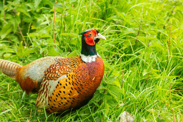 Common pheasant male Phasianus colchius