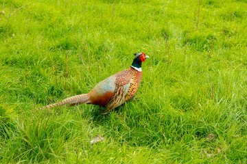 Common pheasant male Phasianus colchius