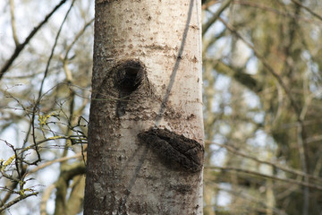 Der freundliche Baum