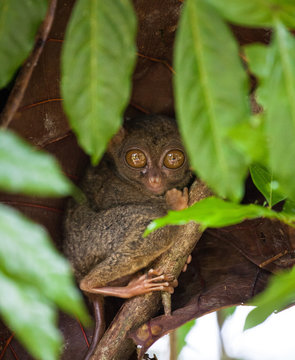 Phillipine Tarsier ,Tarsius Syrichta, the world's smallest primate Cute Tarsius monkey with big enormous eyes sitting on a branch with green leaves. Bohol island, Philippines. Selective focus.