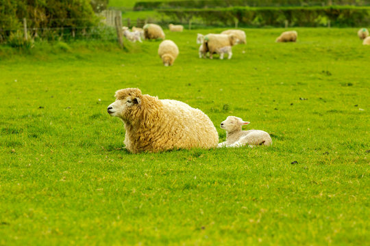 Lamb a week old