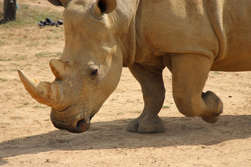 Obraz premium White rhinoceros 