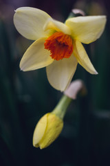 Close-up of yellow and orange daffodil flowers in the spring 