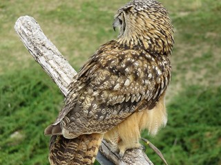 Rapace