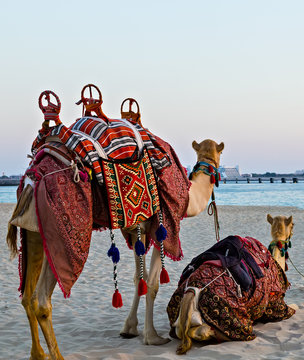 camel resting on Dubai Marina Beach