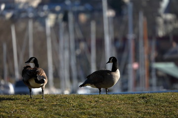 Bernaches à Vancouver