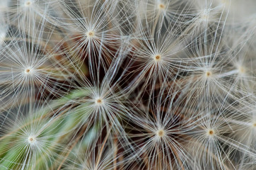 Extremely close shot of dandelion in early spring