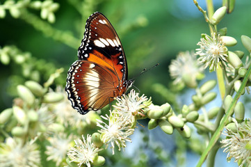butterflies and flowers
