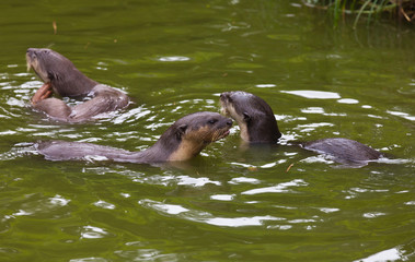 Three Oriental small-clawed otter, Amblonyx cinereus, also known as the Asian small-clawed otter playing in the green pound water.