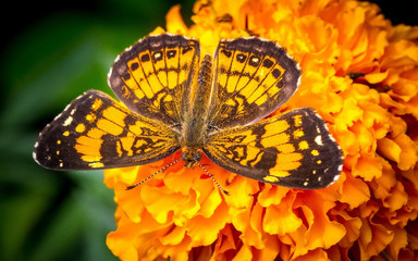 butterfly on a flower