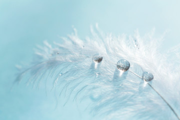 White light airy soft feather with transparent drops of water on blue background. Delicate image of...