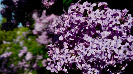Purple lilacs in the garden