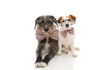 FUNNY TWO DOGS CELEBRATING A BIRTHDAY OR NEW YEAR WEARING VINTAGE BOWTIE AND BLACK GLASSES. ISOLATED ON WHITE BACKGROUND.