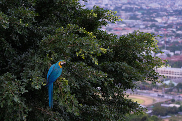 africa macaw on tree