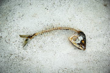 fishbone from fried mackerel rest from eating. in a white plate on the cement floor. on the background cement floor.