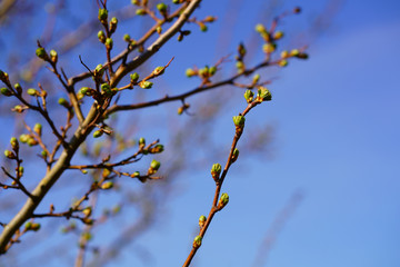 The awakening of spring. Fresh little green buds on a branch against a clear sunny blue sky. High resolution, selective focus and copy space.