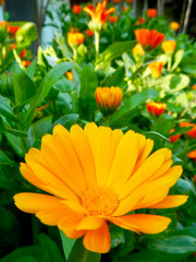 orange carnivorous flower in the garden