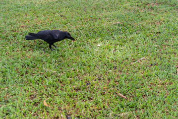 crow on the grass