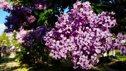 Purple lilacs in the garden
