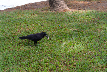 crow on the grass